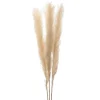 3 Branches De Pampa S Ch Es 110Cm